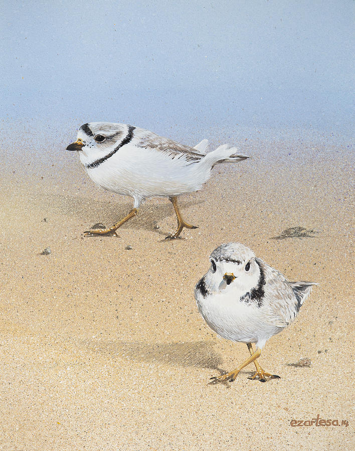 Piping Plovers Painting by Ezartesa