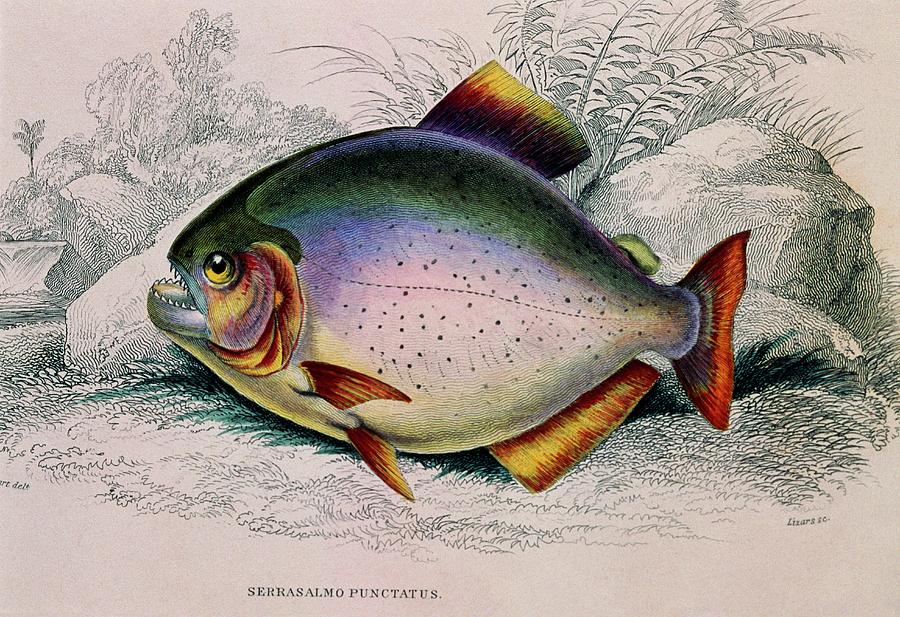Piranha Fish Photograph by George Bernard/science Photo Library