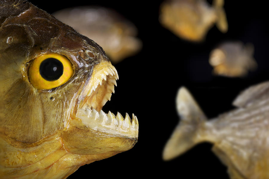 Fish Photograph - Piranha by Robert Jensen