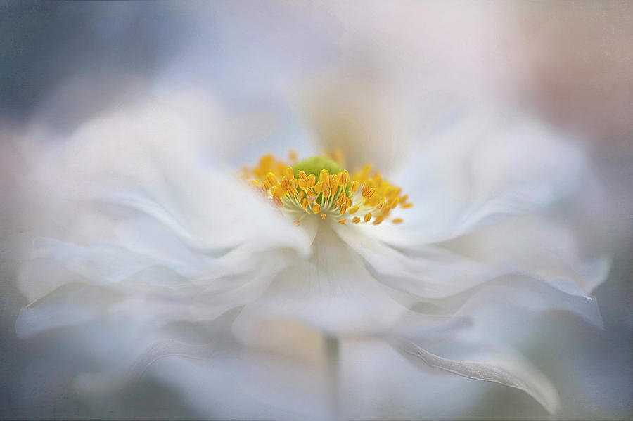 Flower Photograph - Pirouette by Jacky Parker
