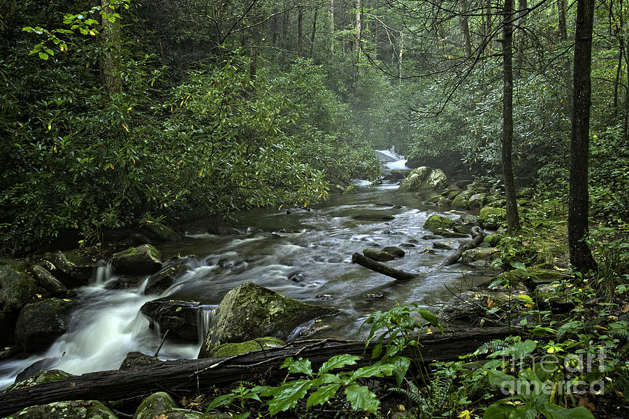 Pisgah Forest  Photograph by David Waldrop