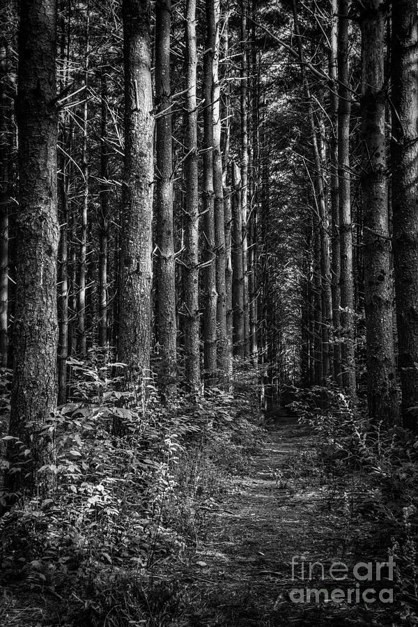 Pisgah Forest Trail Photograph by David Waldrop