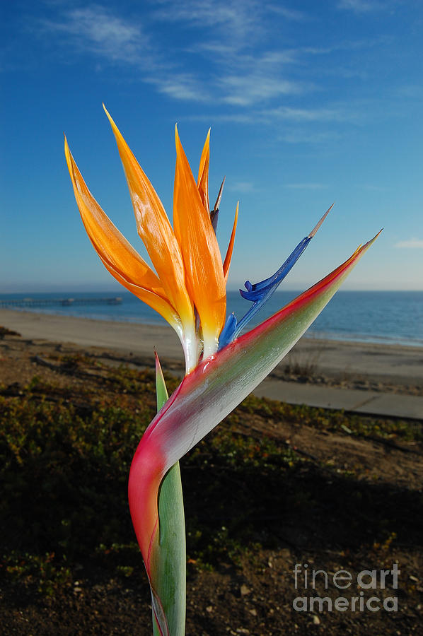 Pismo Beach Bird Of Paradise Photograph by Debra Thompson