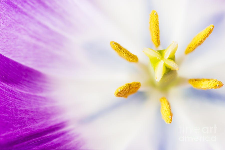 Flower Photograph - Pistil and Stamen by Charlotte Lake