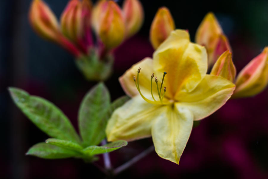 Flower Photograph - Pistils by Javier Luces