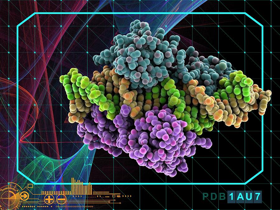 Pit-1 Transcription Factor Bound To Dna Photograph by Laguna Design/science Photo Library