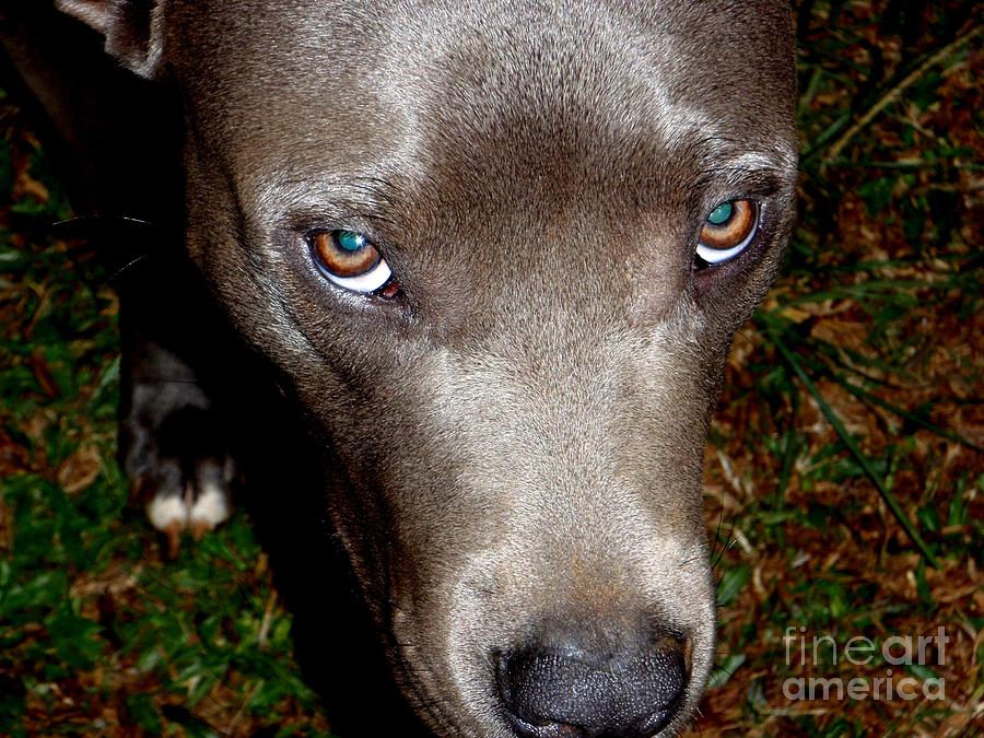 Animal Photograph - Pit Bull - 1 by Mary Deal