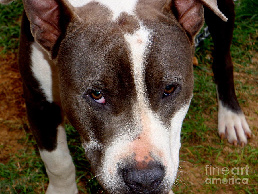 Dog Photograph - Pit Bull - 2 by Mary Deal