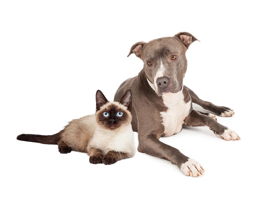 can pit bulls and cats get along