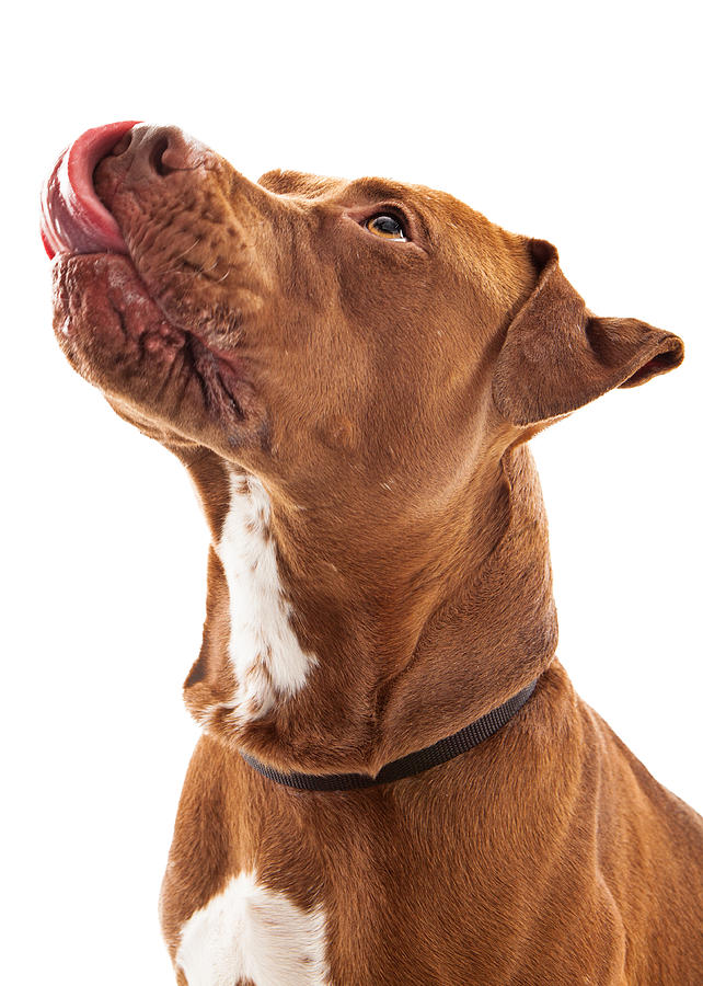 Dog Photograph - Pit Bull Dog Licking Lips by Good Focused