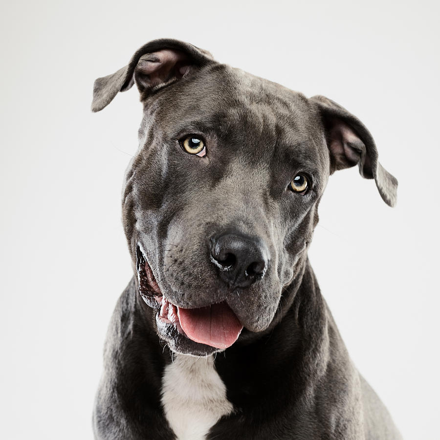 Pit bull dog listening studio portrait Photograph by SensorSpot