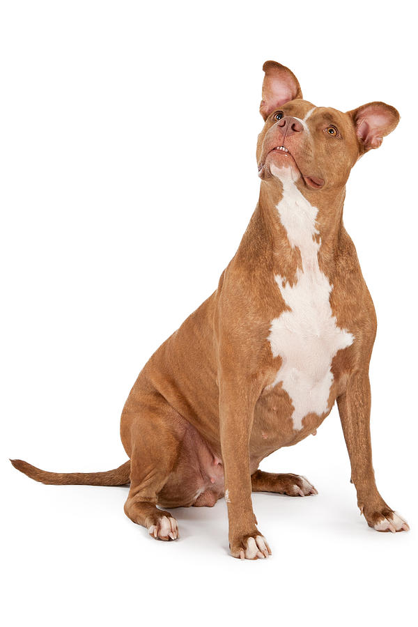 Dog Photograph - Pit Bull Dog Looking Up by Good Focused