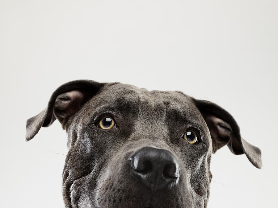 Pit bull dog staring portrait Photograph by SensorSpot