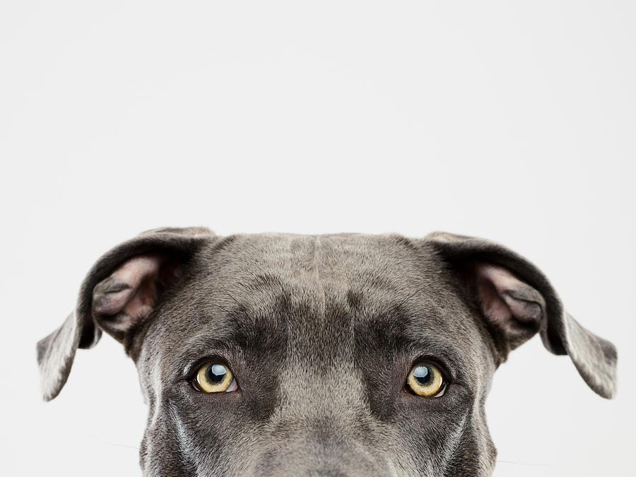 Pit bull dog studio portrait Photograph by SensorSpot