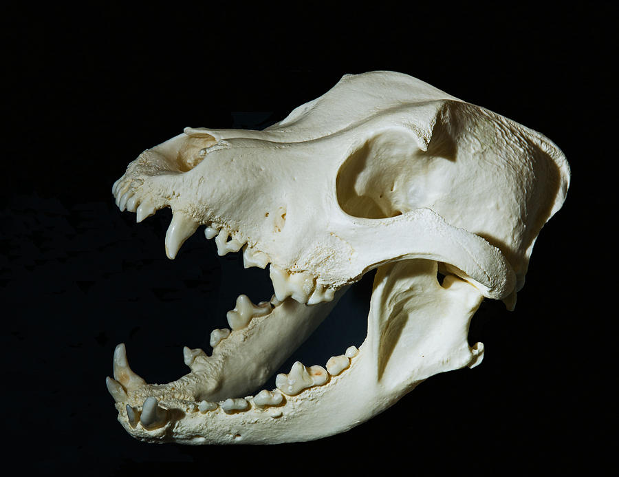 Pit Bull, Domestic Dog Skull Photograph by Millard H. Sharp Fine Art