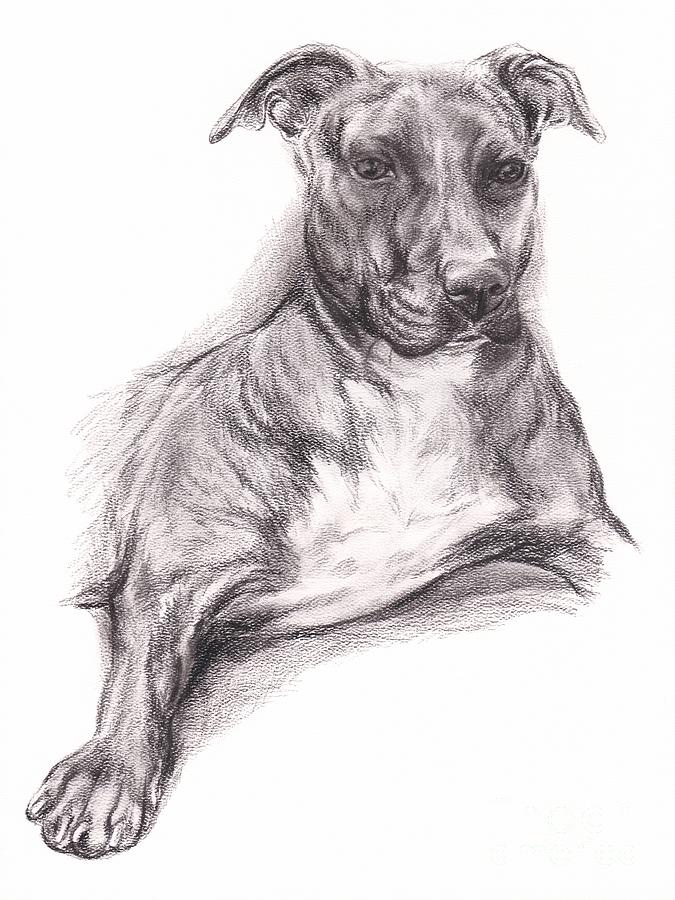 Pit Bull Portrait in Charcoal Drawing by MM Anderson