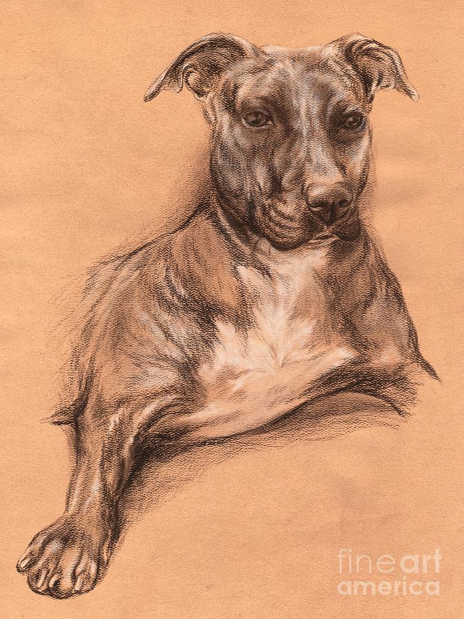 Pit Bull Portrait - Tea Dyed Charcoal Drawing by MM Anderson