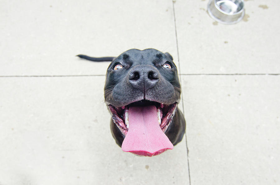 Pit Bull Puppy Smiles Big Photograph by Jill Lehmann Photography