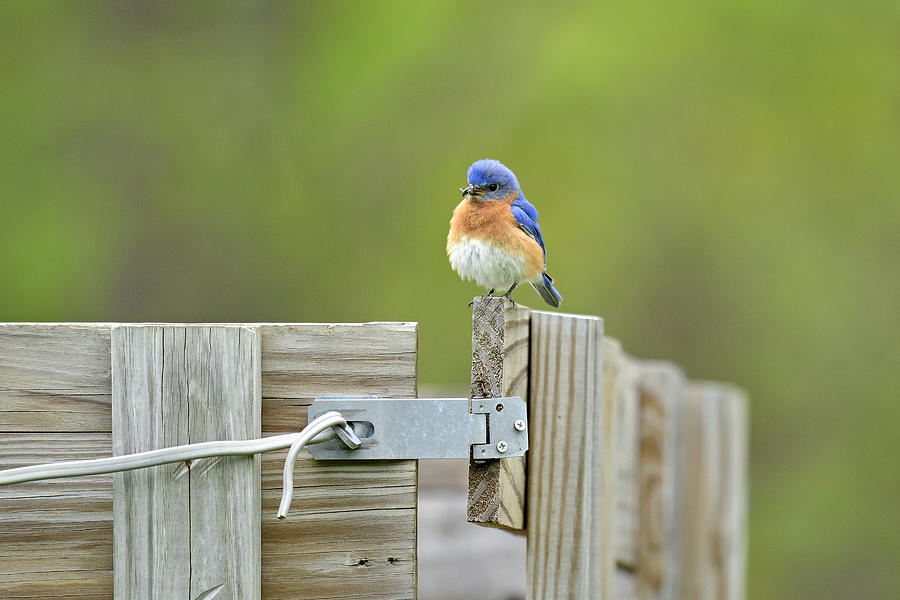 Nature Photograph - Pit Stop by Lynn Cleveland