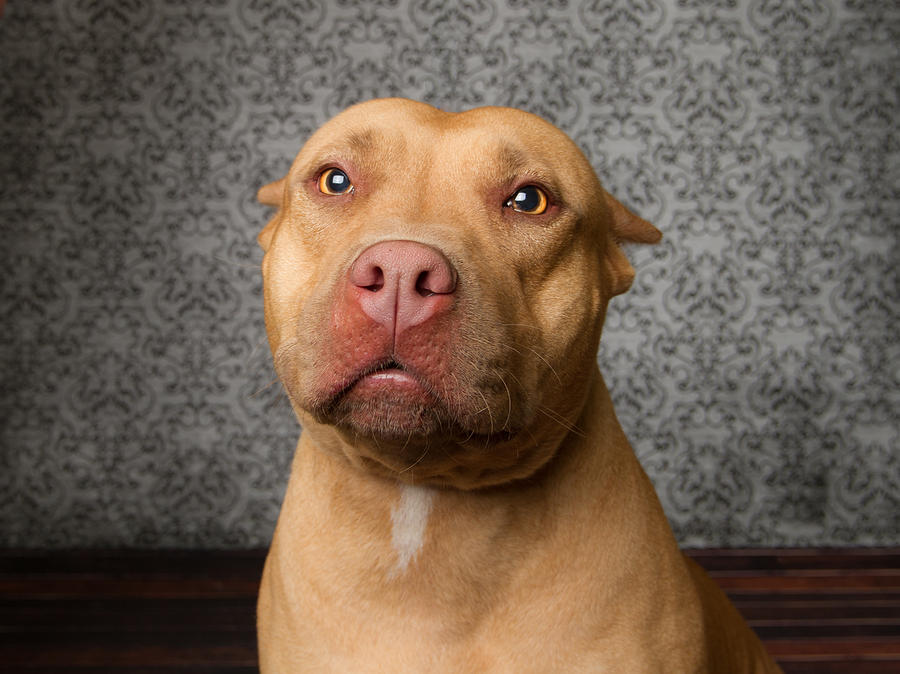 Pitbull dog looking at camera Photograph by Square Dog Photography Pitbull dog looking at camera Photograph by Square Dog Photography