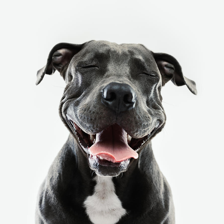 Pitbull dog portrait with human expression Photograph by SensorSpot