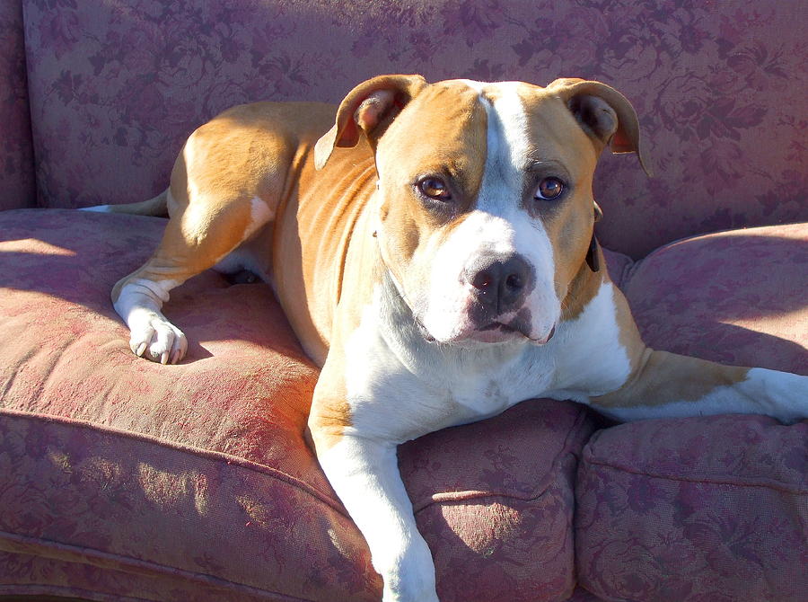 Pitbull on a couch Photograph by Ritmo Boxer Designs - Fine Art America