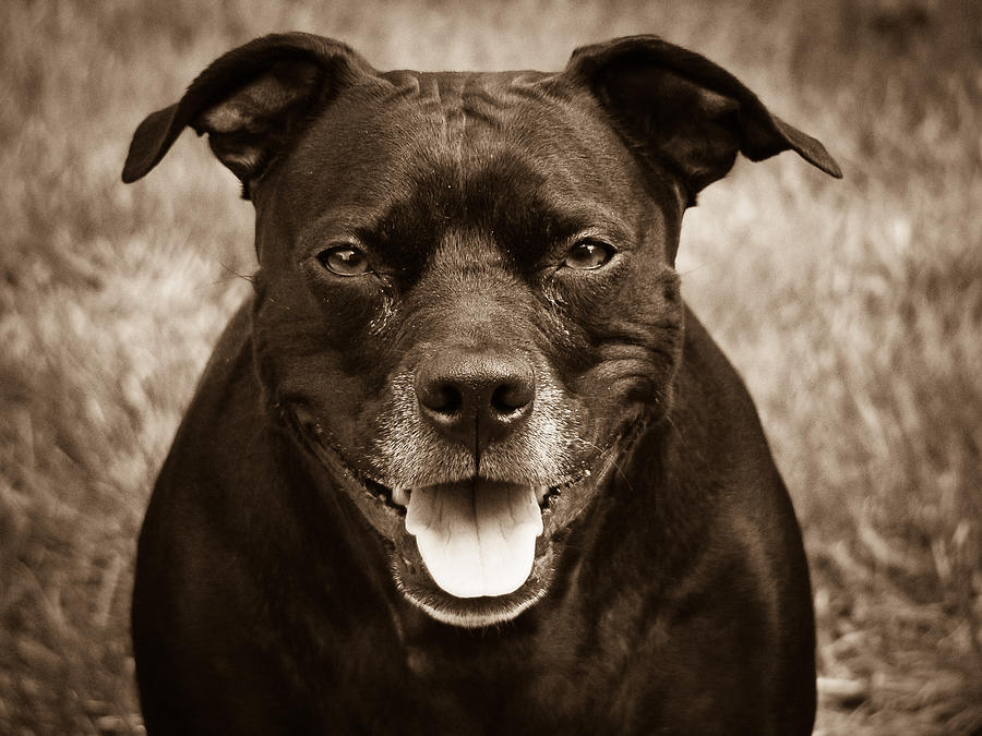 Pitbull Photograph by Randy Turnbow - Fine Art America