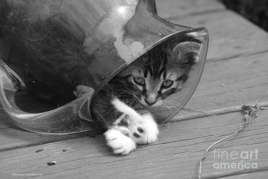 Pitcher Kitten Photograph by Tannis  Baldwin