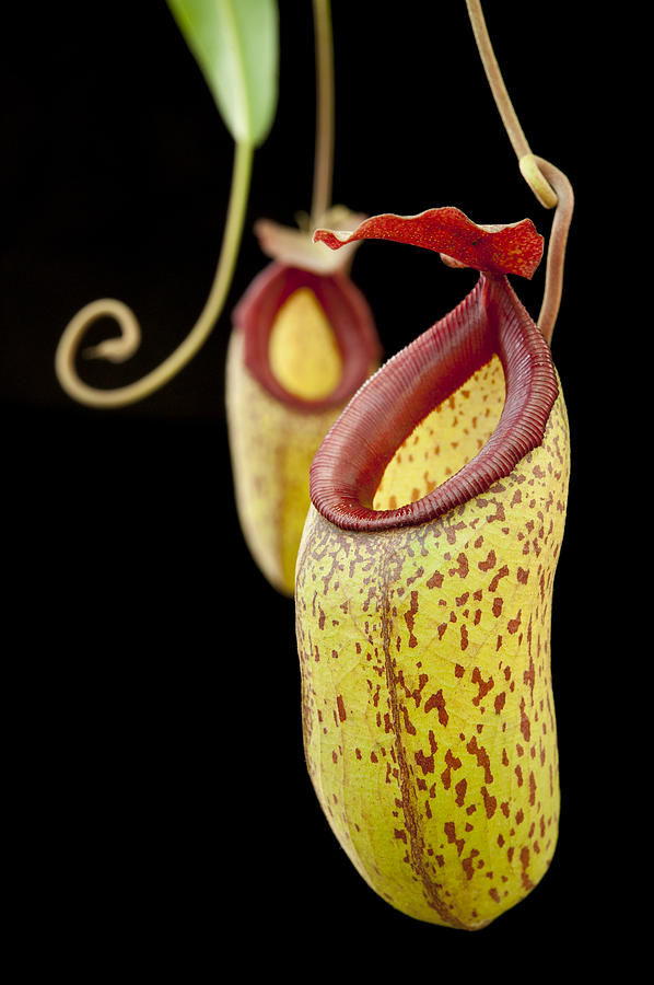 Pitcher Plant And Hybrids Sri Lanka Photograph by Chien Lee