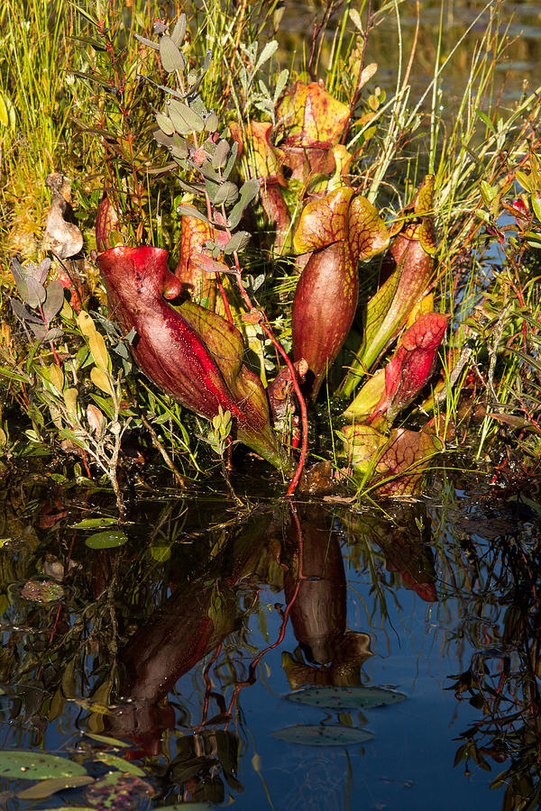 Pitcher plant at waters edge Photograph by Vance Bell