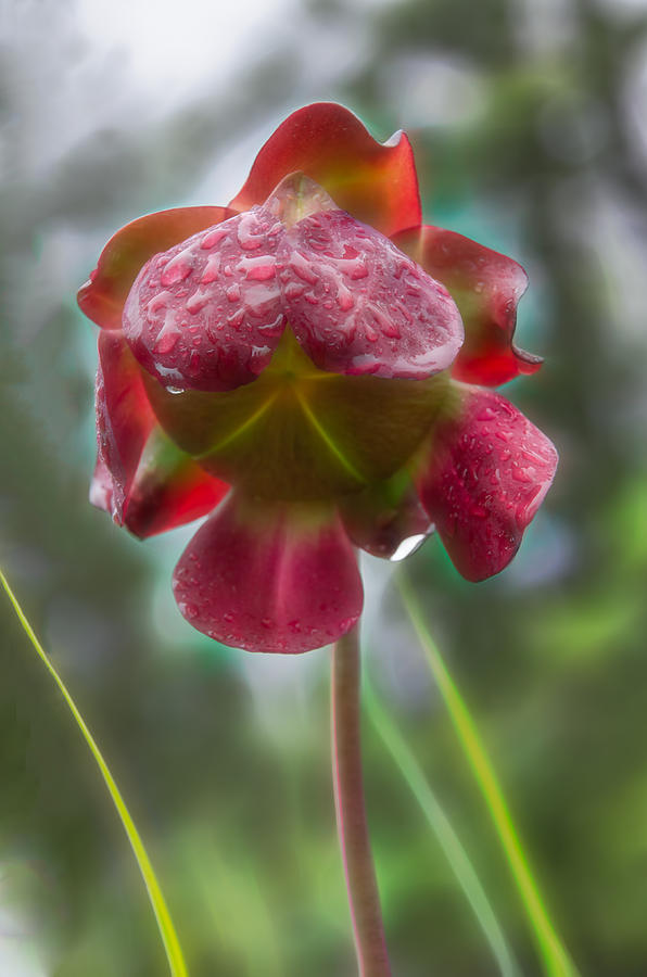 Pitcher Plant Bloom After A Rain Photograph by Beth Sawickie