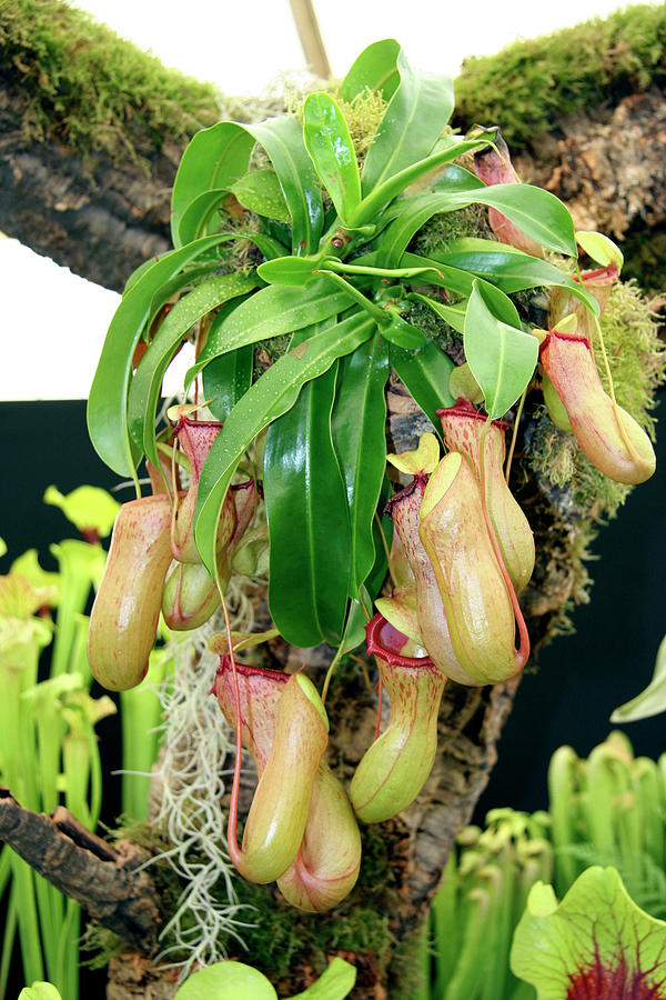 Pitcher Plant Photograph by Cordelia Molloy/science Photo Library