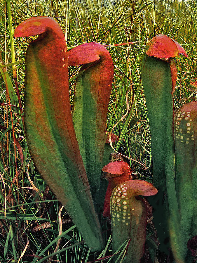 Pitcher Plant Family. Photograph by Chris  Kusik