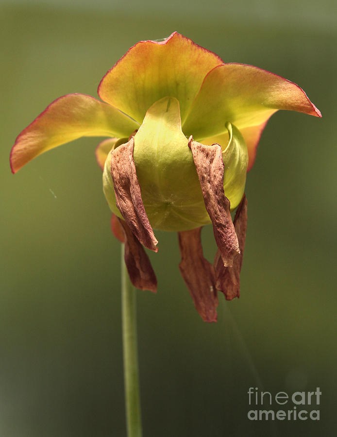 Pitcher Plant flower Photograph by Liz Leyden