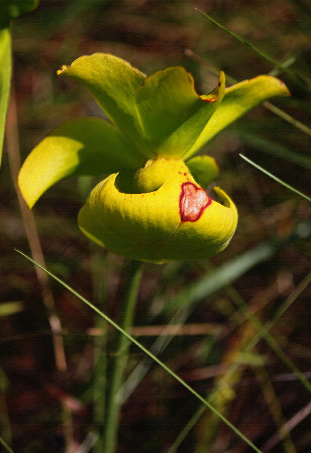 Nature Photograph - Pitcher Plant Flower by Suzanne Gaff