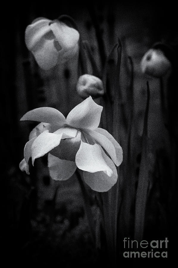 Pitcher Plant Flower Photograph by Venetta Archer
