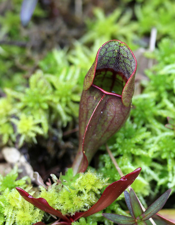 Pitcher Plant Photograph by Mary Bedy