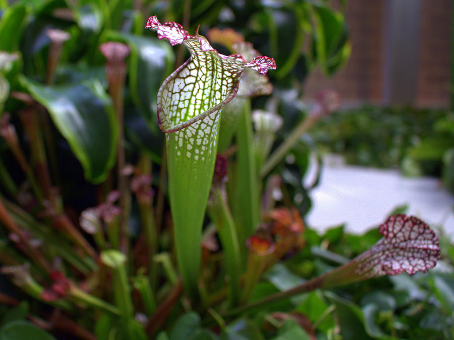 Pitcher Plant Photograph by Mindy Newman