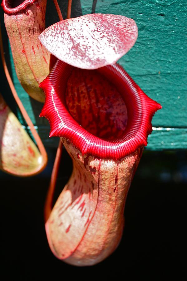 Pitcher Plant Nepenthes Photograph by Venetia Featherstone-Witty