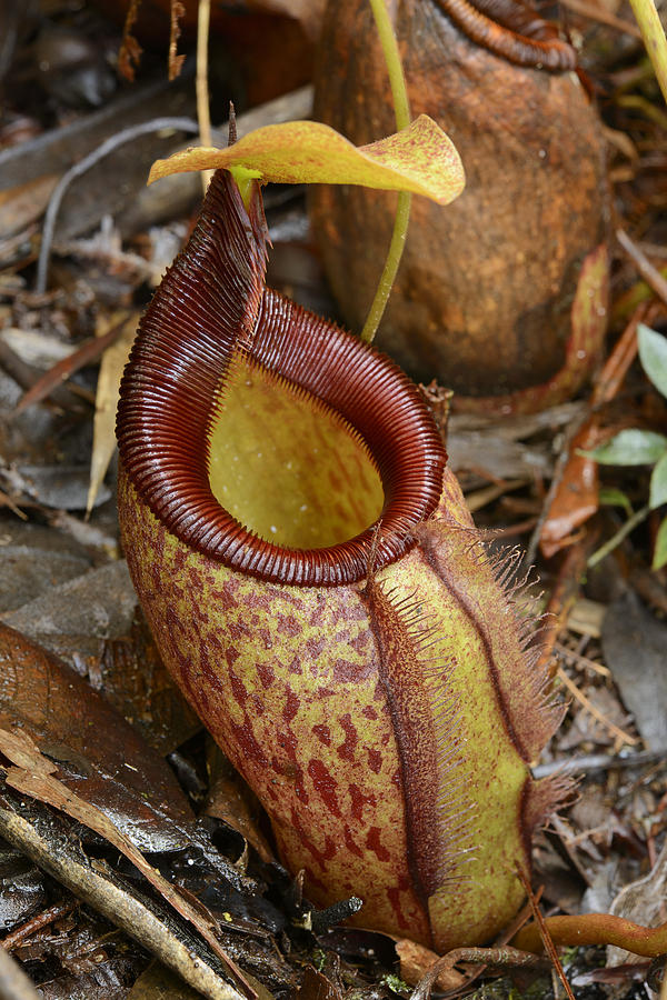 Pitcher Plant Palawan Island Philippines Photograph by Chien Lee