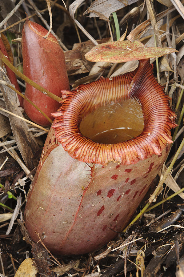 Pitcher Plant Pitcher Sibuyan Isl Photograph by Chien Lee