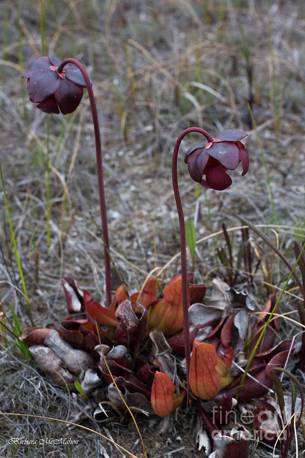 Pitcher Plant Rising Up Photograph by Barbara McMahon