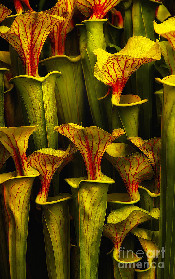 Pitcher Plants Photograph by Mike Nellums