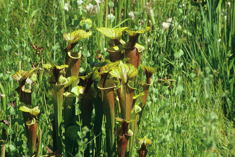 Nature Photograph - Pitcher Plants (sarracenia Purpurea) by Sally Mccrae Kuyper/science Photo Library