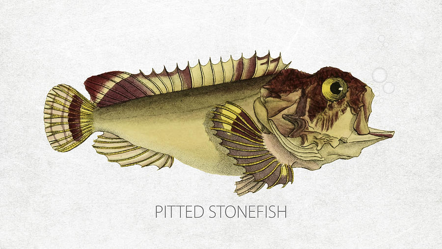 Fish Digital Art - Pitted stonefish by Aged Pixel
