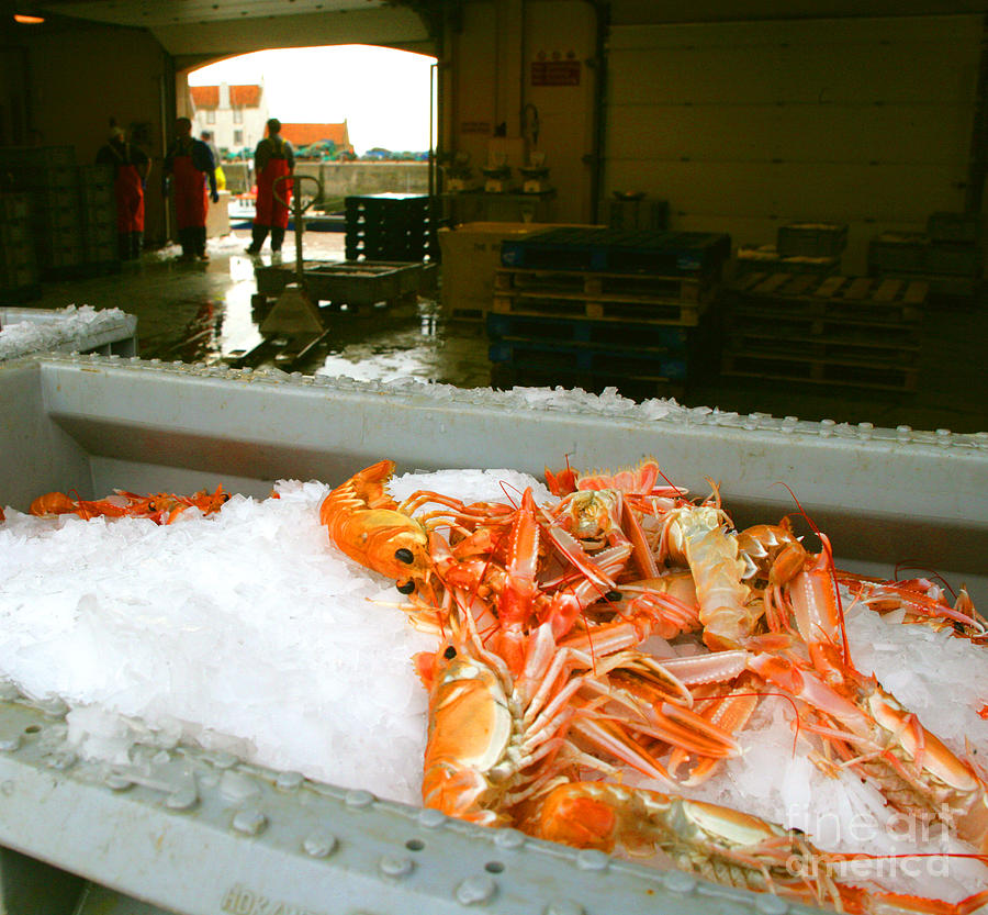 Langoustine Photograph - Pittenweem Fish Shed by David Cairns