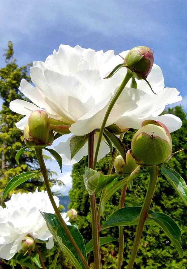 Pivoines Blanches Photograph by Will Borden