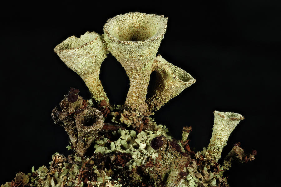 Pixie Cup Lichens Photograph by Ted M. Kinsman