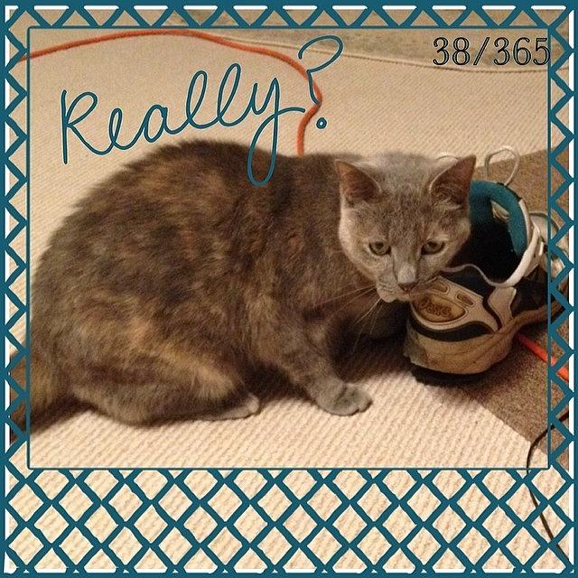 Cat Photograph - #pixie Found Daddys Shoes #onthefloor by Teresa Mucha