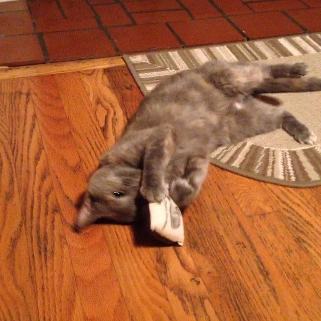 Pixie Photograph - #pixie Gets #playful With Her #catnip by Teresa Mucha